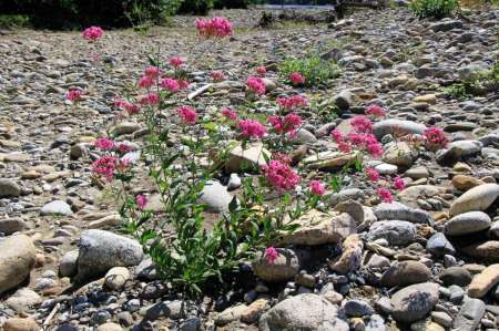 Трудовая рыбалка на горной реке Трудовая рыбалка на горной реке