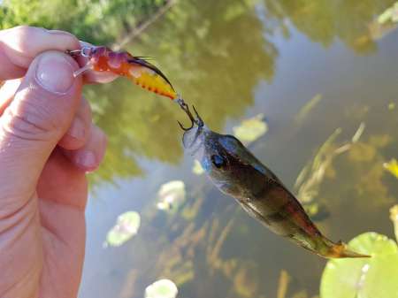 В поиске голавля на малой реке В поиске голавля на малой реке