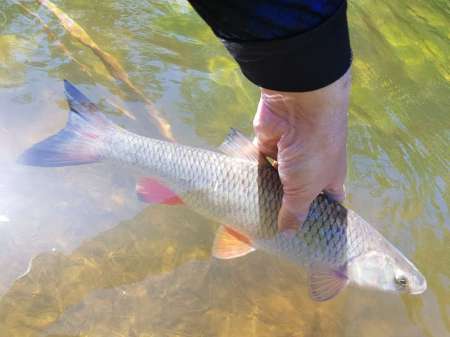В поиске голавля на малой реке В поиске голавля на малой реке