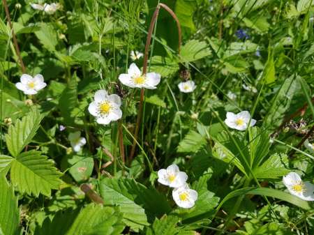 В поиске голавля на малой реке В поиске голавля на малой реке