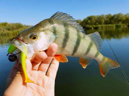 За окунем с лодки на джиг