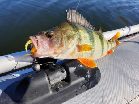 За окунем с лодки на джиг