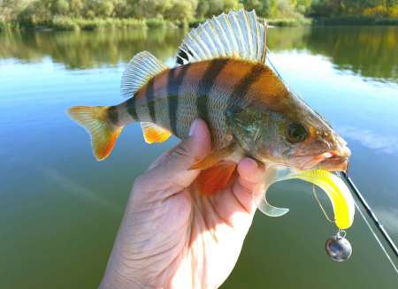 За окунем с лодки на джиг