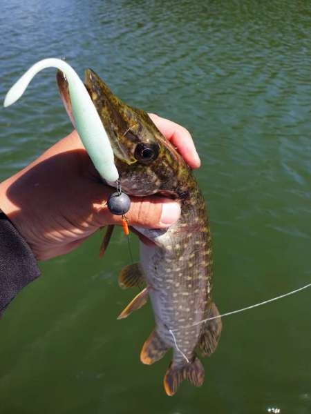 За окунем с лодки на джиг