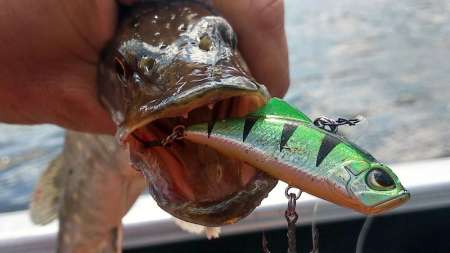 Пять лучших проводок раттлинов и секреты применения