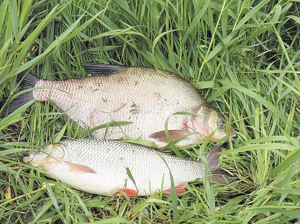 Правда о приваде