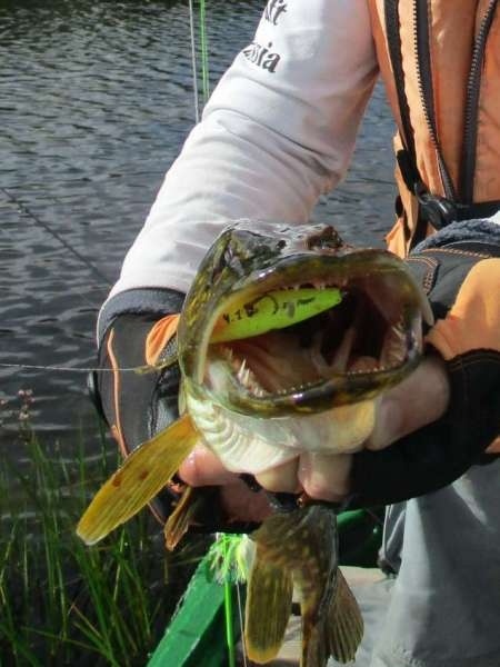 Рыбалка на старице реки. Ловля в траве. Рыбалка на старице реки. Ловля в траве.