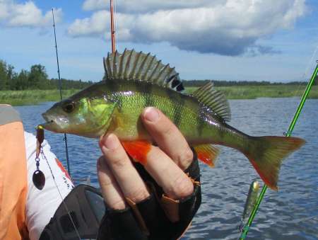 Рыбалка на старице реки. Ловля в траве. Рыбалка на старице реки. Ловля в траве.