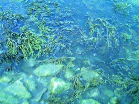 С мыска на пшеницу