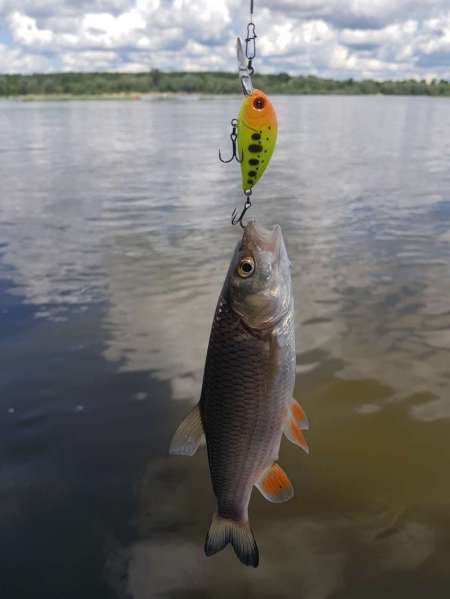 Щука под занавес рыболовного дня Щука под занавес рыболовного дня