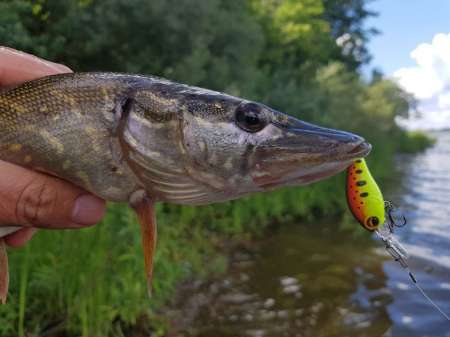 Щука под занавес рыболовного дня Щука под занавес рыболовного дня