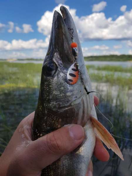 Щука под занавес рыболовного дня Щука под занавес рыболовного дня