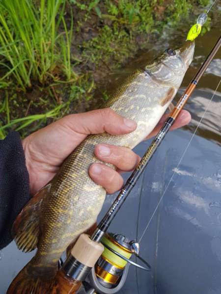 Щука под занавес рыболовного дня Щука под занавес рыболовного дня