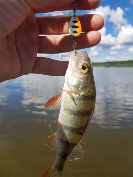 Щука под занавес рыболовного дня Щука под занавес рыболовного дня