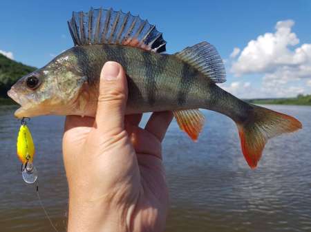 Щука под занавес рыболовного дня Щука под занавес рыболовного дня