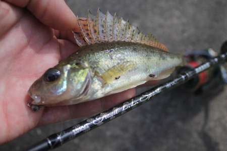 Тестируем новый спиннинг для мормышинга 2020 Тестируем новый спиннинг для мормышинга 2020