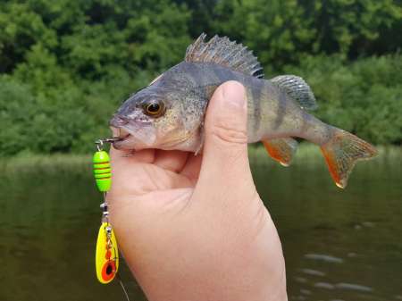 Трофеи городской черты Трофеи городской черты