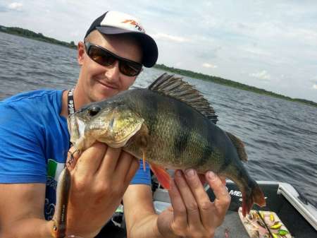 Трофейные окуни на поппер Трофейные окуни на поппер