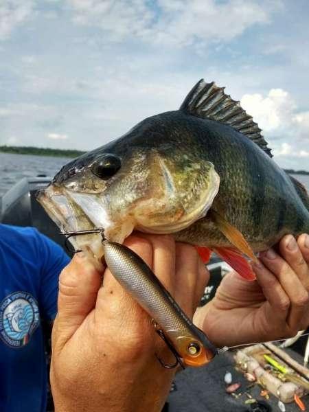 Трофейные окуни на поппер Трофейные окуни на поппер