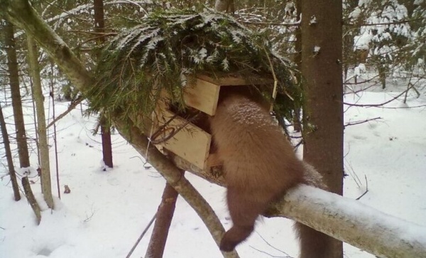 Виды капканов для охоты