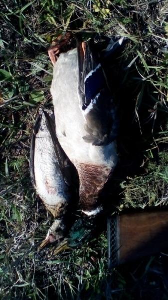 Трудовая утка