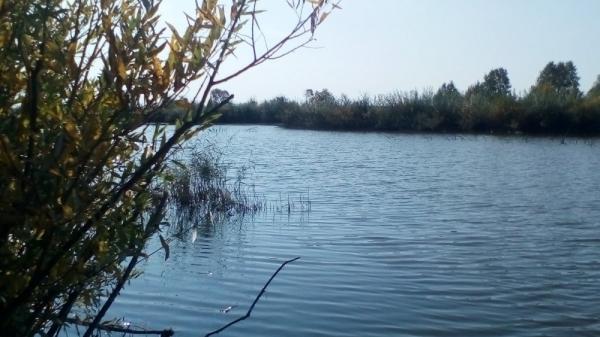 Трудовая утка