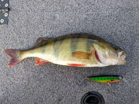 Как поймать много рыбы на воблеры Как поймать много рыбы на воблеры