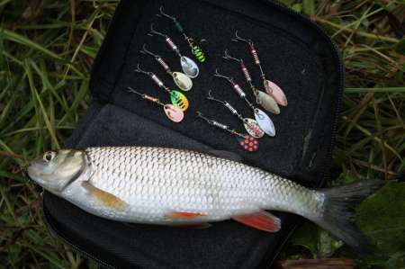 Ловля голавля на спиннинг ультралайт осенью Ловля голавля на спиннинг ультралайт осенью