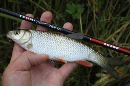 Ловля голавля на спиннинг ультралайт осенью Ловля голавля на спиннинг ультралайт осенью