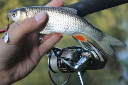 Ловля голавля на спиннинг ультралайт осенью Ловля голавля на спиннинг ультралайт осенью