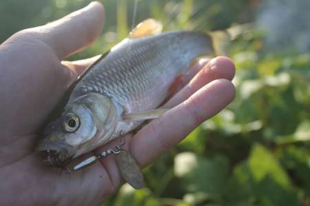 Ловля голавля на спиннинг ультралайт осенью Ловля голавля на спиннинг ультралайт осенью