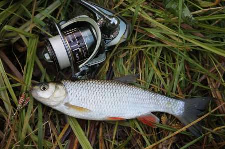 Ловля голавля на спиннинг ультралайт осенью Ловля голавля на спиннинг ультралайт осенью