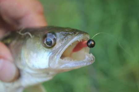 Мормышинг для начинающих летом. Как ловить? Мормышинг для начинающих летом. Как ловить?