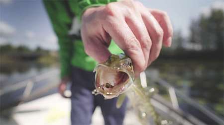 Поиски килограммовой красноперки