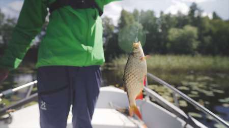 Поиски килограммовой красноперки