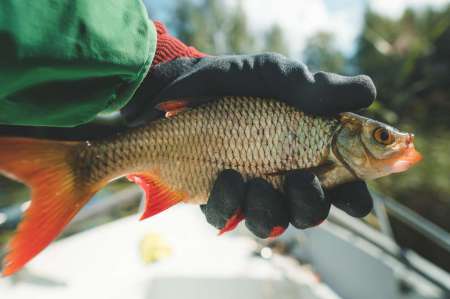 Поиски килограммовой красноперки