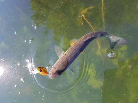 Последняя голавлиная охота
