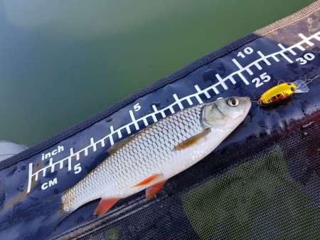 Последняя голавлиная охота