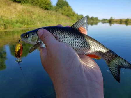 Последняя голавлиная охота