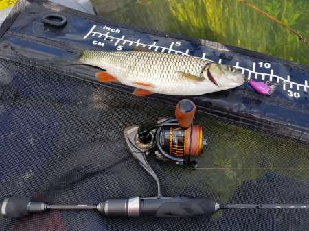 Последняя голавлиная охота