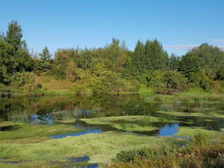 Последняя голавлиная охота
