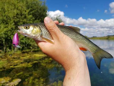 Последняя голавлиная охота