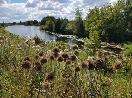 Последняя голавлиная охота