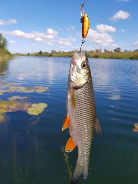 Последняя голавлиная охота