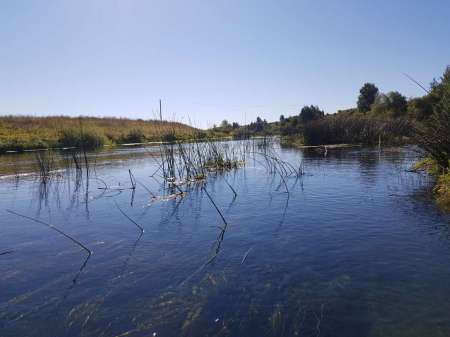 Последняя голавлиная охота