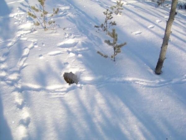 Профессиональная охота на рябчика Профессиональная охота на рябчика