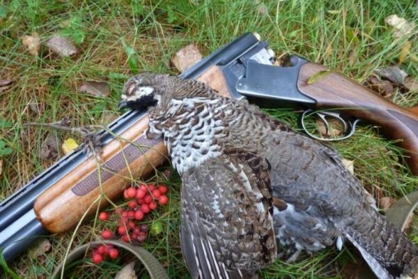 Профессиональная охота на рябчика Профессиональная охота на рябчика