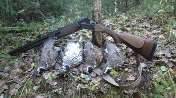 Профессиональная охота на рябчика Профессиональная охота на рябчика