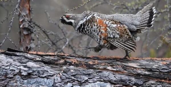 Профессиональная охота на рябчика Профессиональная охота на рябчика