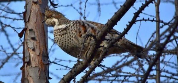 Профессиональная охота на рябчика Профессиональная охота на рябчика